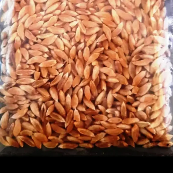 Organic Bhaliya Wheat / Gehu (Long Grain) - Image 4