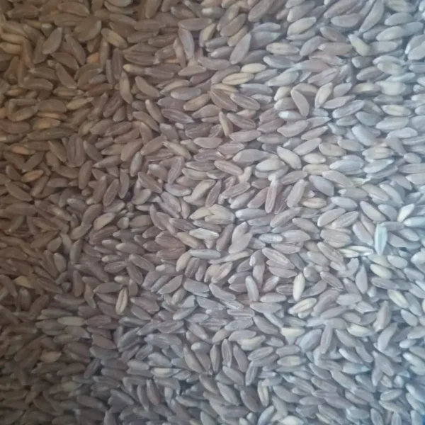 Organic Khapli Wheat - Image 3