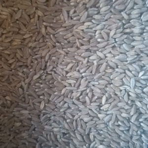 Organic Khapli Wheat
